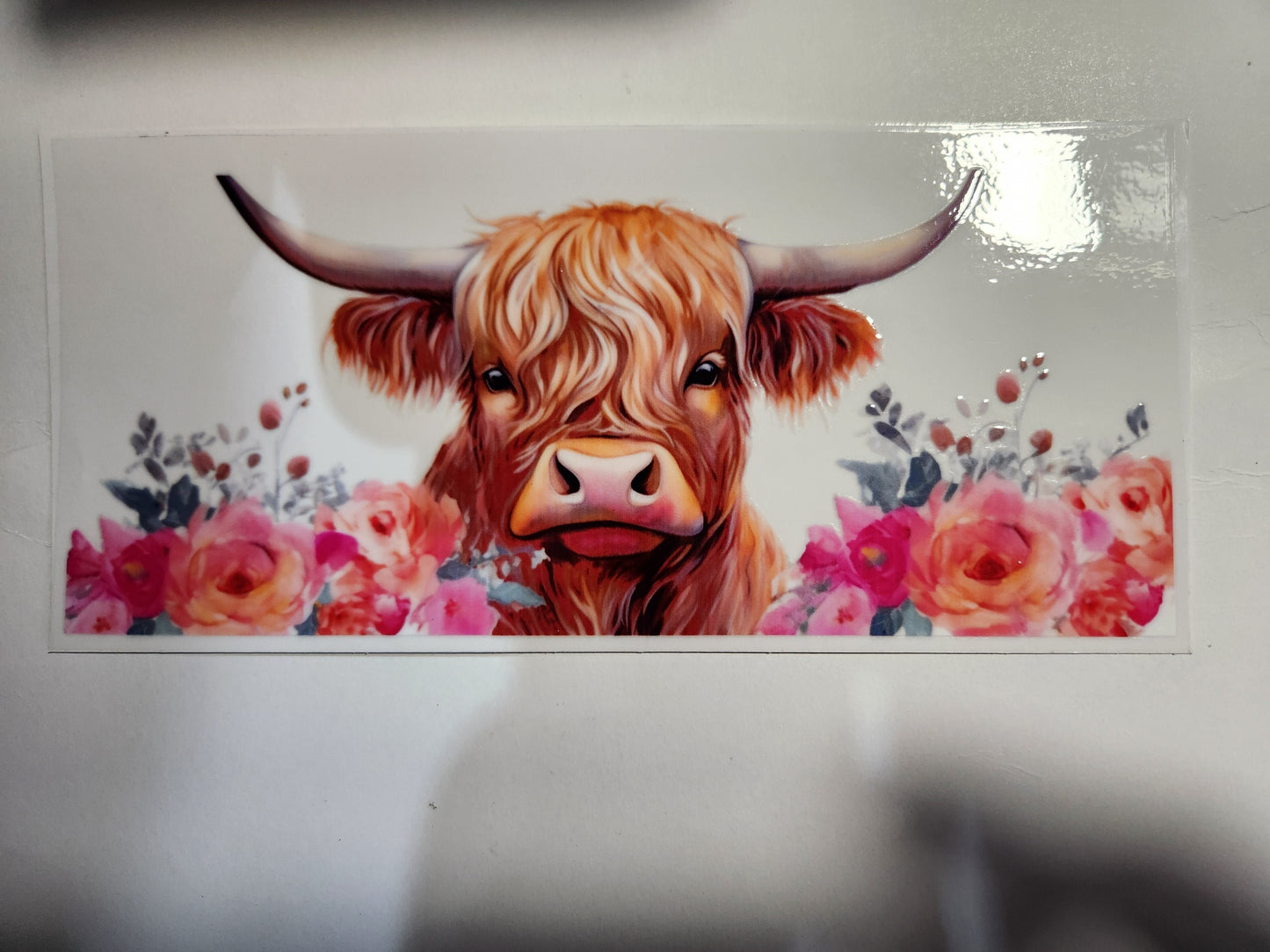 Highland Cow #1